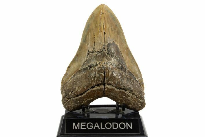 Fossil Megalodon Tooth - Huge NC Meg #328299
